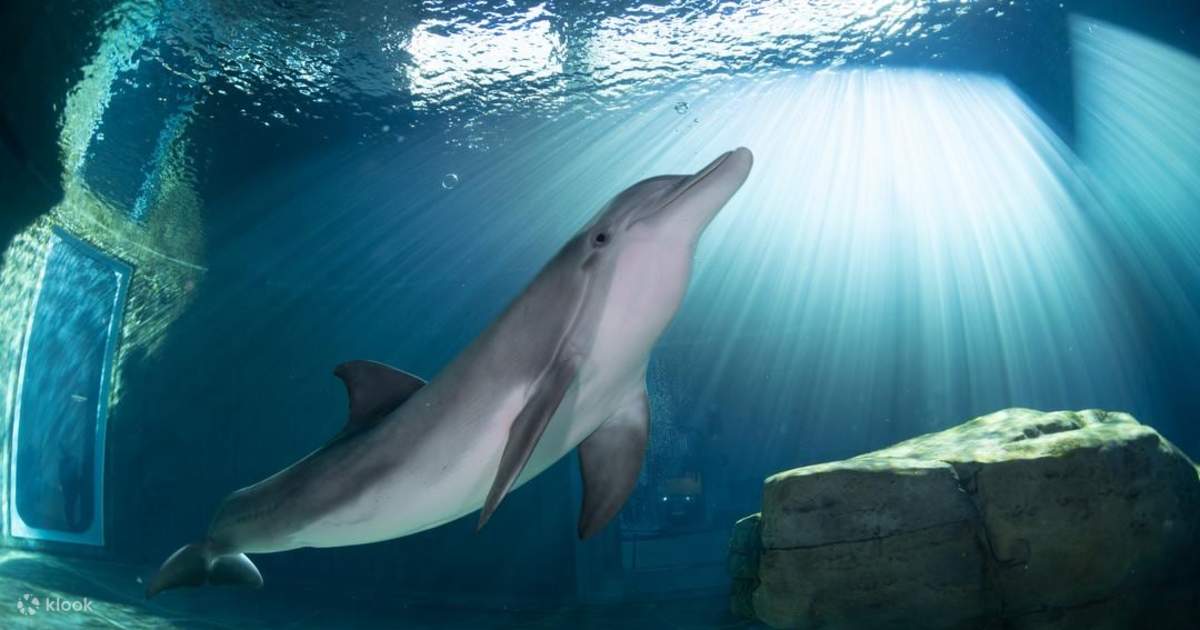 Clearwater Marine Aquarium in Tampa Admission Klook